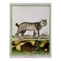 Canadian Lynx Post Card