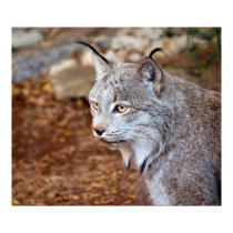 Canadian Lynx posters
