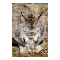 Canadian Lynx posters by almedic104 Canadian Lynx posters