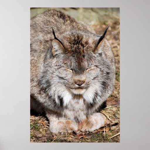 Canadian Lynx Poster 