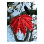 Canadian Maple Leaf postcards