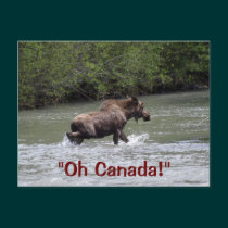 Canadian Moose Wildlife Animal postcards
