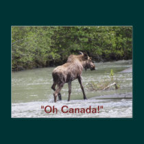 Canadian Moose Wildlife Animal postcards