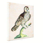 Canadian Owl Manetti Antique Engraving canvas prints