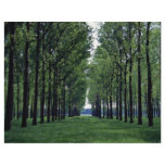 Canadian poplar, Populus canadensis from the Fores flyers