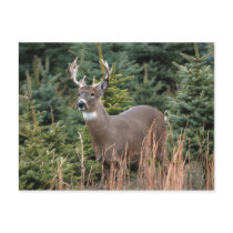 Canadian White Tail Deer Postcard by dizzypixels Canadian White Tail Deer Postcard