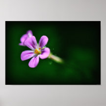 Canadian Wildflowers Photographic Print