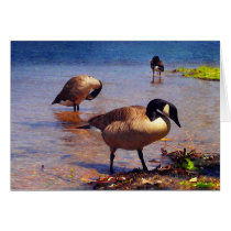 CanadianGeese cards