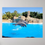 Canary Islands Loro Parque Poster