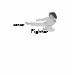 Ladies Baby Doll (Fitted)