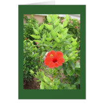 cancun hibiscus cards by Parlina cancun hibiscus cards
