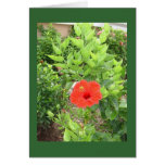 cancun hibiscus cards