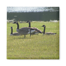 Candian Geese Magnet by SuanSilverTree Candian Geese Magnet