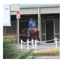 Candid Rider Poster posters by EquineGal Candid Rider Poster posters
