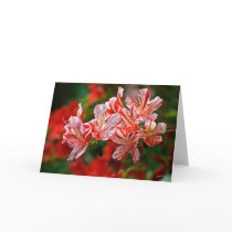 Candy Canes Cards