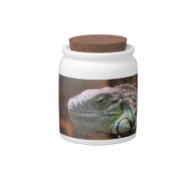 Candy Jar with colourful Iguana lizard