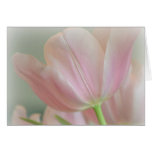 Candy Pink Tulip Greeting Card Candy Pink Tulip Greeting Card