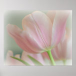 Candy Pink Tulip Posters Candy Pink Tulip Posters