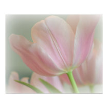 Candy Pink Tulip posters