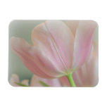 Candy Pink Tulip Magnets Candy Pink Tulip Magnets
