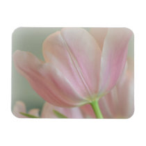 Candy Pink Tulip premium magnets
