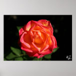 Candy Poster
