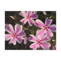 Candy Stripe Flowers postcards by nathanjo12 Candy Stripe Flowers postcards