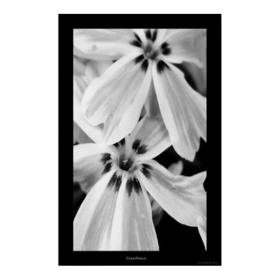 Candy Stripe Poster by QuietDog_Images