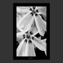 Candy Stripe posters by QuietDog_Images Candy Stripe posters