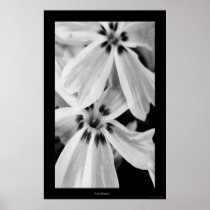 Candy Stripe Poster