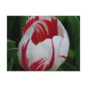 Candy Stripe Tulip Postcard by dlgray Candy Stripe Tulip Postcard