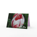 Candy Stripe Tulip Thank You Card