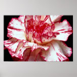Candy-striped carnation  flowers print