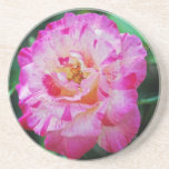 Candy striped pink rose beverage coaster
