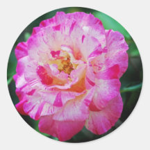 Candy striped pink rose stickers
