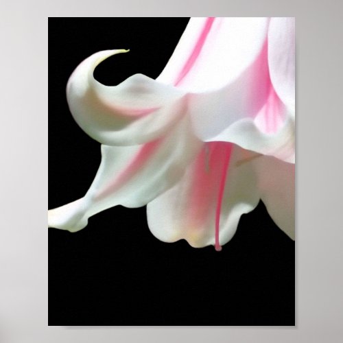 Candystriped Amaryllis Flower Photo print