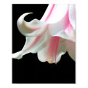 Candystriped Amaryllis Flower Photo posters