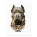 Cane Corso 8R060D-09 business cards by TraffordPhotos Cane Corso 8R060D-09 business cards