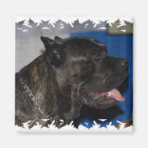 Cane Corso Dog Magnet