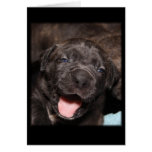 Cane Corso Mastiff Puppy cards