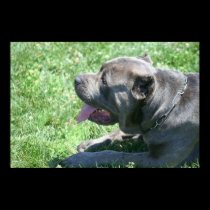 Cane Corso Poster posters