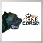 Cane Corso Poster(P) posters