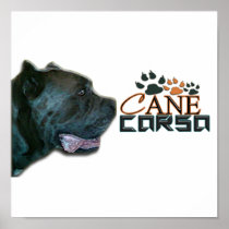Cane Corso Poster(P)