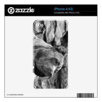Cane Corso Decal For The Iphone 4s