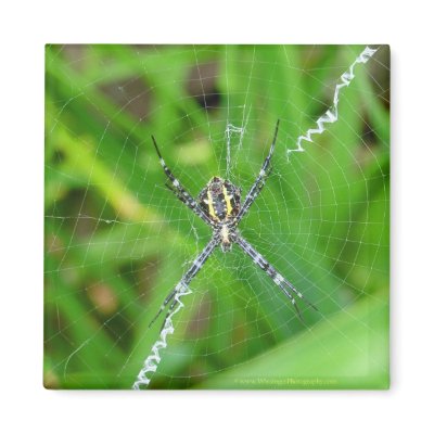 Cane spider - Big Island magnet by bwissinger