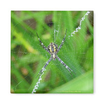 Cane spider - Big Island magnet