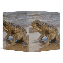 Cane Toad Rhinella marina, previously Bufo Vinyl Binder