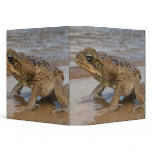 Cane Toad Rhinella marina, previously Bufo binders