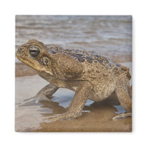 Cane Toad Rhinella marina, previously Bufo Fridge Magnet