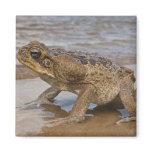 Cane Toad Rhinella marina, previously Bufo magnets